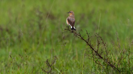 Hantmadár (Oenanthe oenanthe) - Ritka látvány vagyok